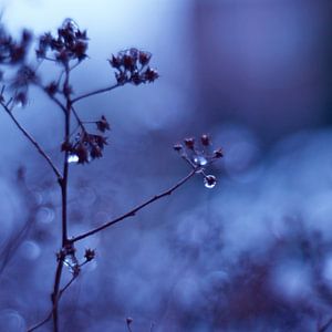 Macro - Ice