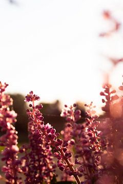 Fleurs sur Naèla Abdalla