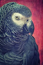 Graupapagei von AD DESIGN Photo & PhotoArt