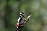 The great spotted woodpecker by Roy IJpelaar thumbnail