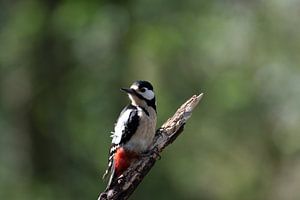 Der Buntspecht