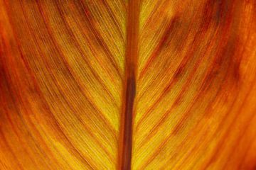 Blatt von einem Indischen Blumenrohr