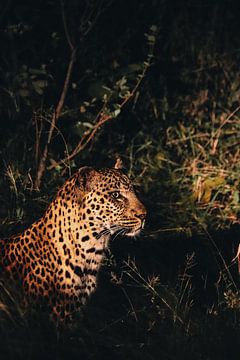 Leopard, KrugerPark by Mirthe Kraus