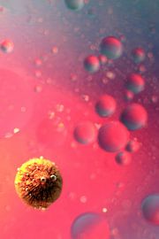 Peperkorrel  von Marcel van Rijn