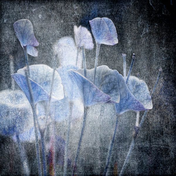 I still got the blues for you von Reggy de With