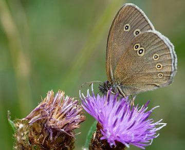 Schornsteinfeger Schmetterling an einer Distel von Animaflora PicsStock