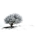 Einsamer Baum im Schnee 2 von Jacqueline Lodder Miniaturansicht