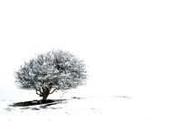 Lonely tree in the snow