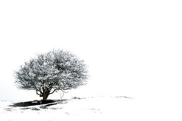 Lonely tree in the snow van Jacqueline Lodder
