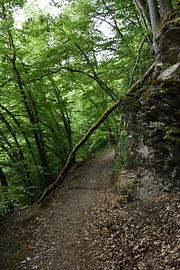Vue dans une forêt depuis le chemin forestier
