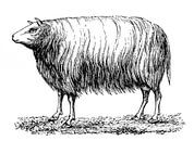 Dislay Schaf antiker Stich von 1871 von Peter Hermus Miniaturansicht