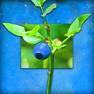 Blueberry Collage van Dirk H. Wendt