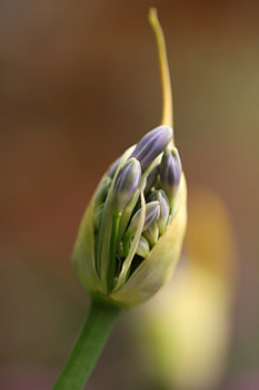 lila Allium im Knopf