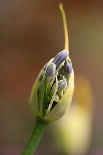 paarse Allium in knop