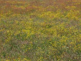 Blühendes Heufeld von Wim vd Neut