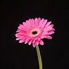 Roze Gerbera van Ramona Stravers