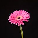 Roze Gerbera van Ramona Stravers thumbnail