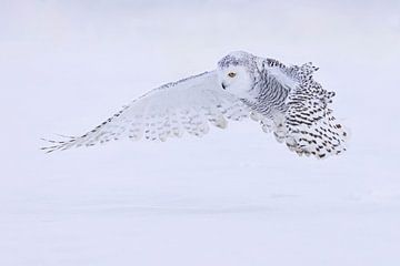 sneeuwuil in de sneeuw van Ina Hendriks-Schaafsma