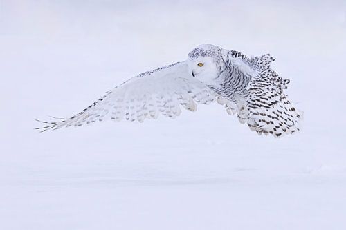 hibou des neiges dans la neige sur Ina Hendriks-Schaafsma