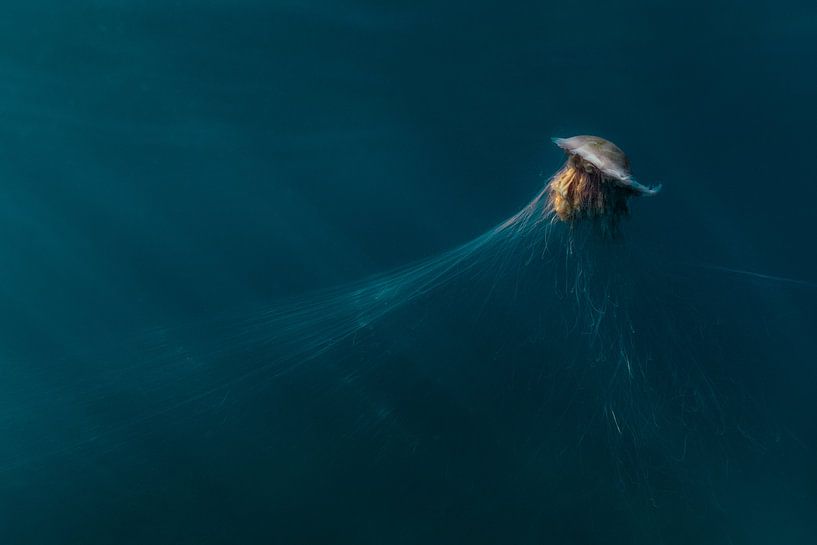 Dancing jellyfish by DesignedByJoost