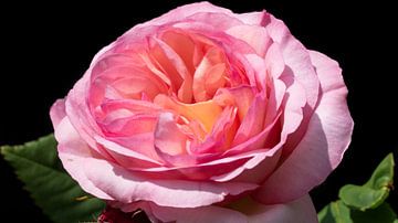 Roze Roos detail in bloei van Robin Jongerden