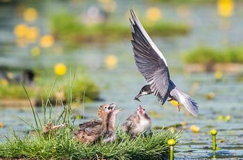 Trauerseeschwalbe bringt Futter zu den Küken