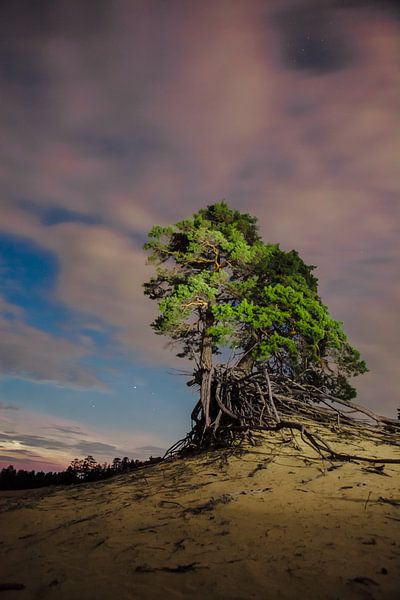Nachtlandschap groene oude dennenboom en roze wolken. van Michael Semenov