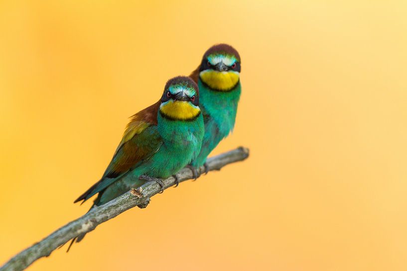 Are we sitting correctly? by Frederic Bauer