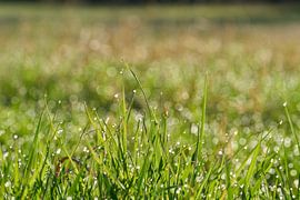 Herbe avec gouttes de rosée sur une prairie sur Heiko Kueverling