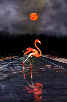 Flamant rose et Lune rouge