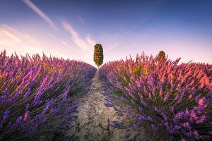 Champs de lavande et cyprès en Toscane