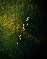 Schafe von oben gehen über grüne Wiese mit Sonnenaufgang