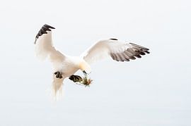 Landing - Coming down van Els Keurlinckx