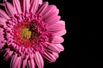 Close-up of a pink Gerbera against a black background