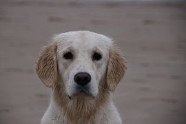 R O M Y by Massimo Verhoeven