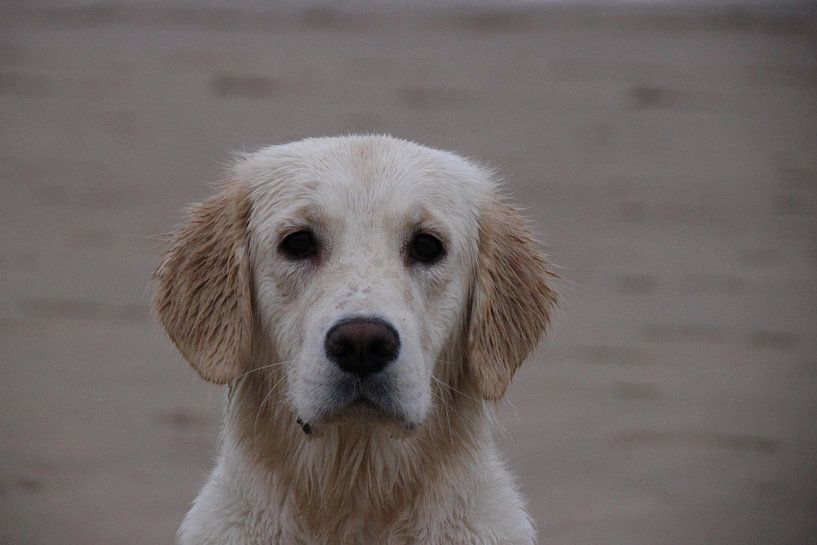 R O M Y par Massimo Verhoeven