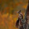 Jonge eekhoorn tegen prachtige herfstkleuren van Jaap La Brijn