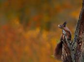Jonge eekhoorn tegen prachtige herfstkleuren van Jaap La Brijn thumbnail