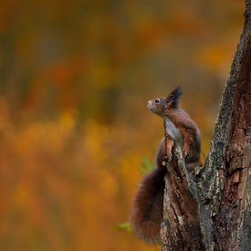 Squirrel against beautiful autumn colors by Jaap La Brijn