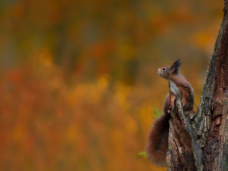 Jonge eekhoorn tegen prachtige herfstkleuren van Jaap La Brijn