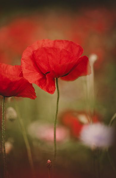 Beautiful red poppy in close-up by KB Design & Photography (Karen Brouwer)