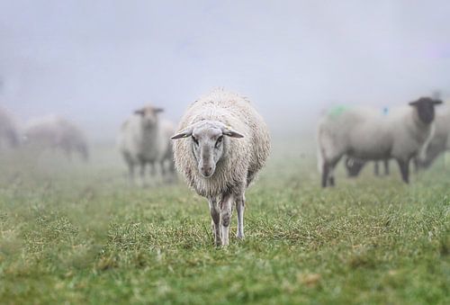 A curious sheep
