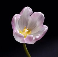 Tulp 4