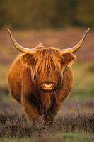 In die Wildnis