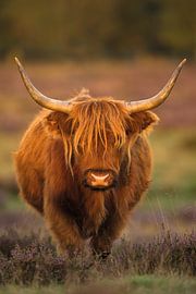 Into the wild by Ronald Kamphuis