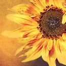Sonnenblume van Heike Hultsch thumbnail