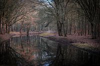 A forest in atmospheric autumn colors