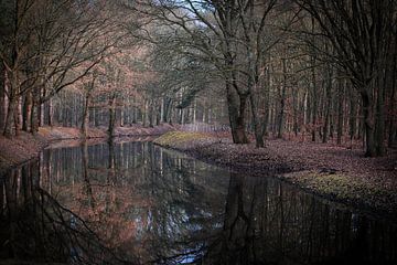 Een bos in sfeervolle herfstkleuren van Saskia Strack