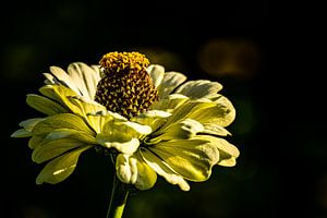 Blütenkranz mit Bokeh