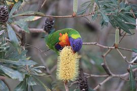 Rainbow Lorikeet, Queensland, Australia